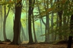 Tall trees in a forest, some falling surrounded by a green mist.
