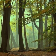 Tall trees in a forest, some falling surrounded by a green mist.