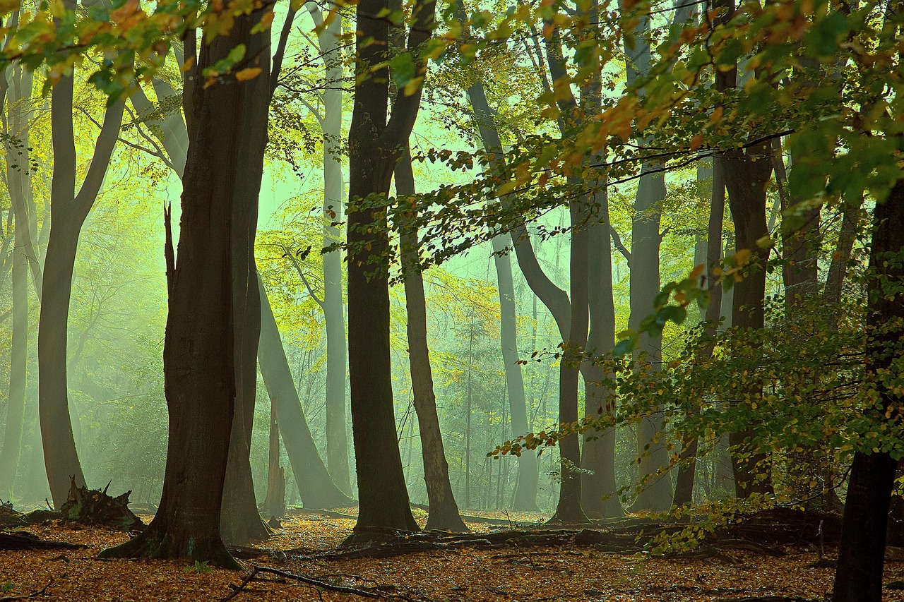 mistlettinckpixabay Tall trees in a forest, some falling surrounded by a green mist.