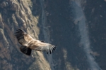 A condor flying in a steep rock canyon