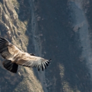 A condor flying in a steep rock canyon