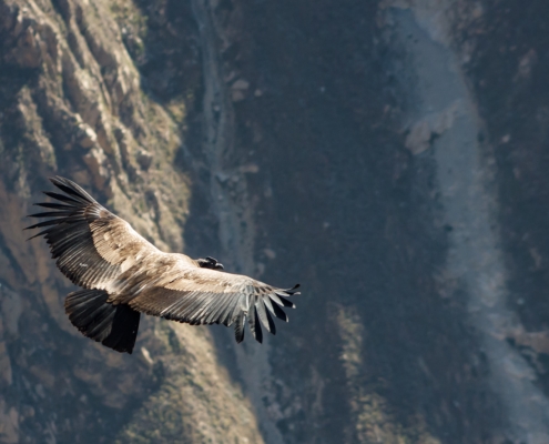 A condor flying in a steep rock canyon