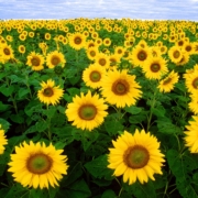 Bold color in a field of sunflowers and blue sky.