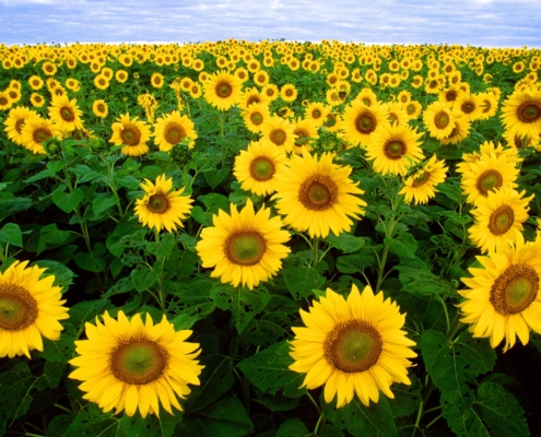 Bold color in a field of sunflowers and blue sky.