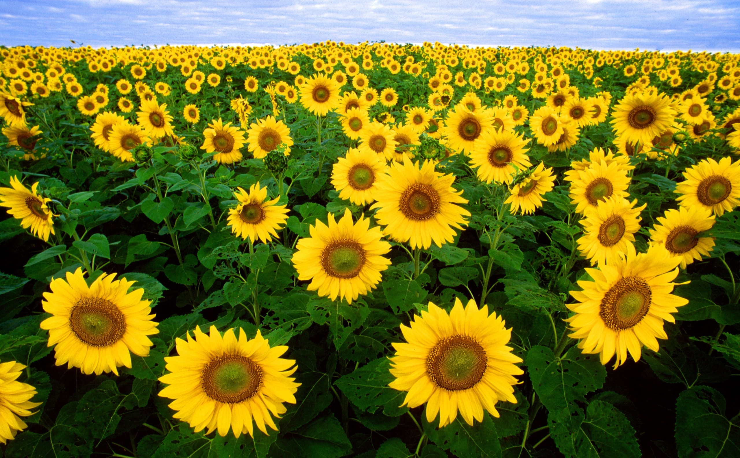 springwikiimagespixabay Bold color in a field of sunflowers and blue sky.