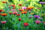A close up of colorful, bright zinnia flowers in afield
