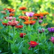 A close up of colorful, bright zinnia flowers in afield