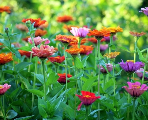 A close up of colorful, bright zinnia flowers in afield