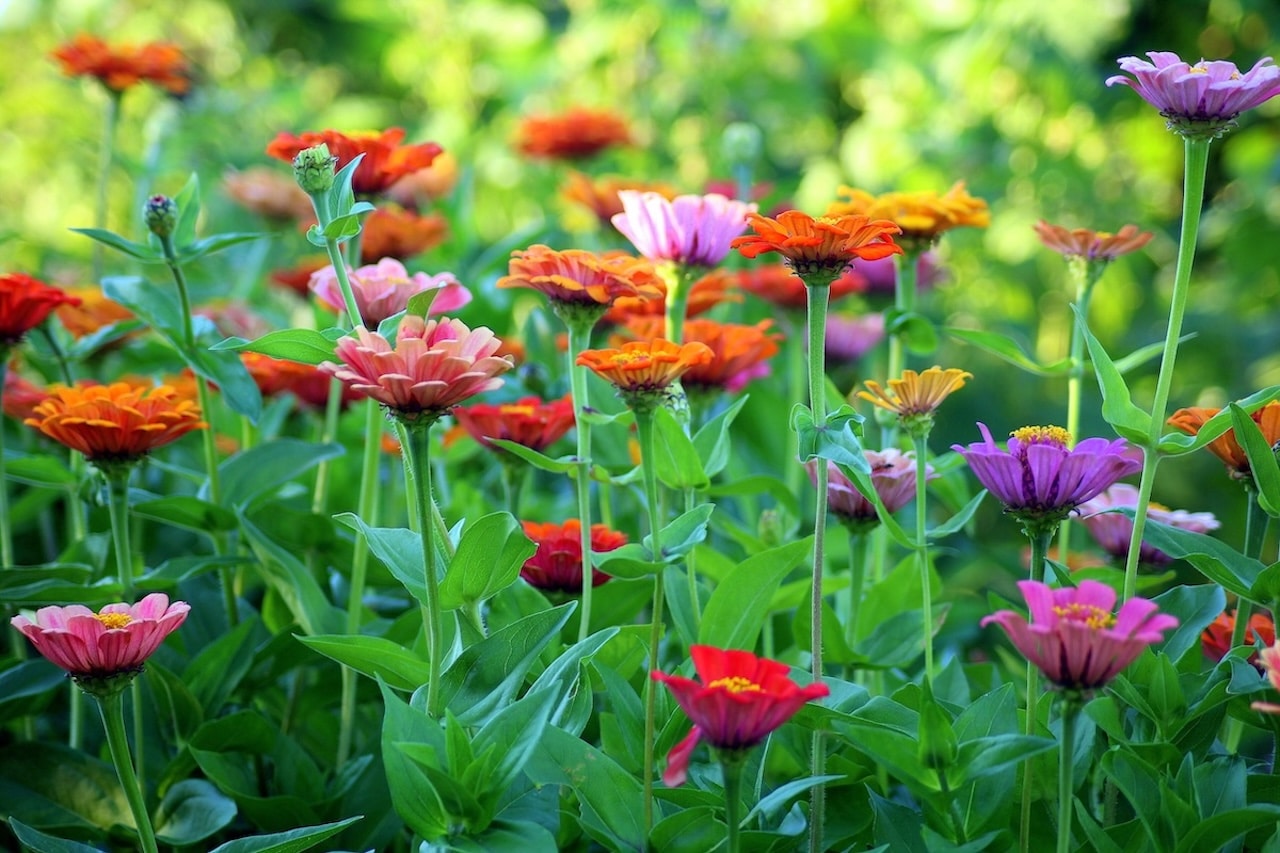 A close up of colorful, bright zinnia flowers in afield