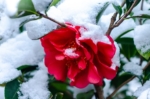 A beautiful red flower growing in the snow.