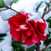 A beautiful red flower growing in the snow.