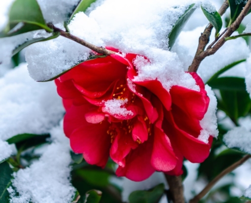 A beautiful red flower growing in the snow.