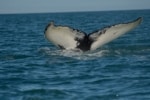 The black and gray tail of a whale as it dives beneath the ocean.