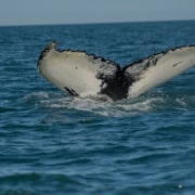 The black and gray tail of a whale as it dives beneath the ocean.