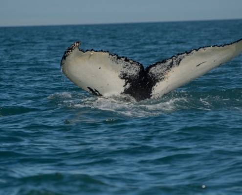 The black and gray tail of a whale as it dives beneath the ocean.