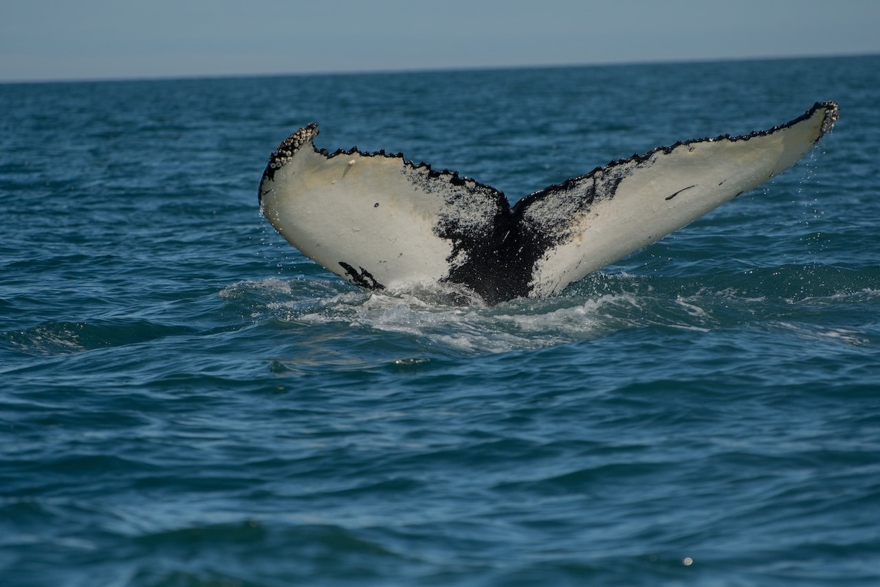 The black and gray tail of a whale as it dives beneath the ocean.