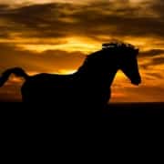 Silhouette of a dark horse against a dark orange sky