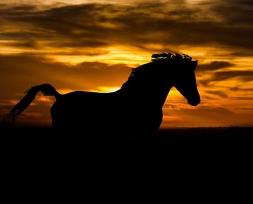 Silhouette of a dark horse against a dark orange sky
