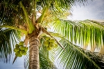 Looking up at a beautiful green palm tree with sky in background.