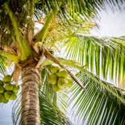 Looking up at a beautiful green palm tree with sky in background.
