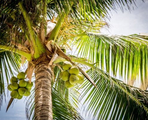 Looking up at a beautiful green palm tree with sky in background.